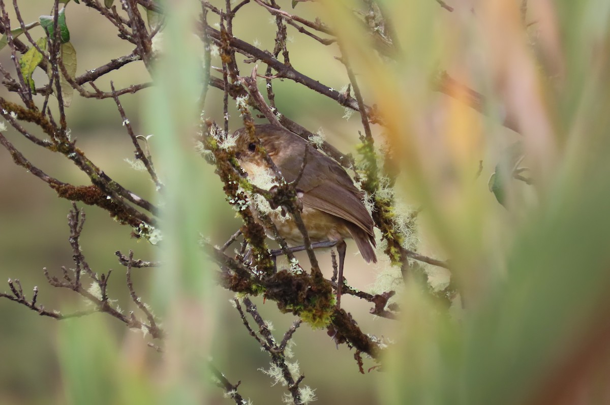 Boyaca Antpitta - ML635071678