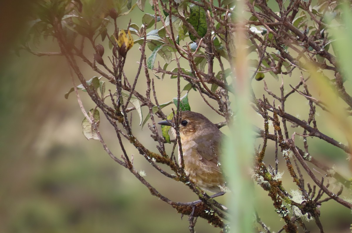 Boyaca Antpitta - ML635071679