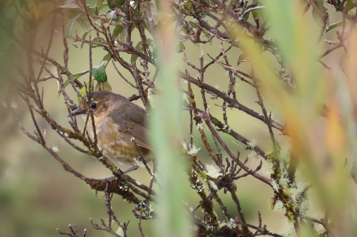Boyaca Antpitta - ML635071681