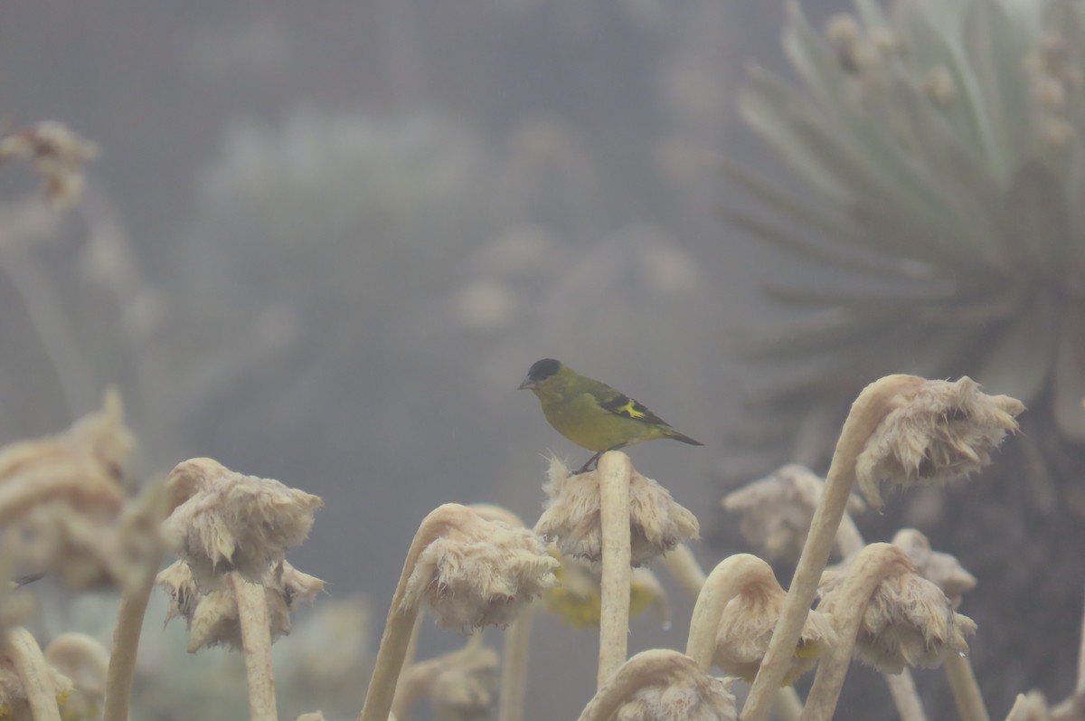 Andean Siskin - ML635071702