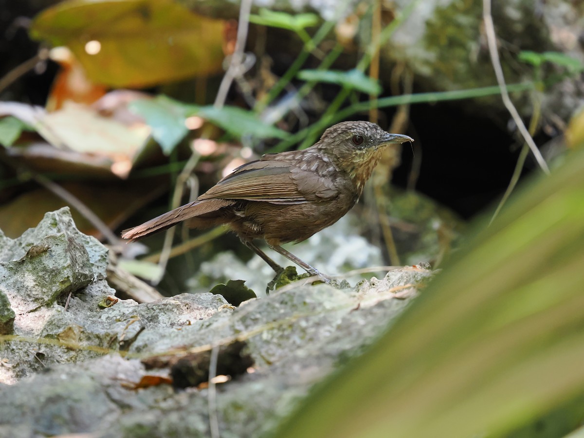 Variable Limestone Babbler - ML635071758