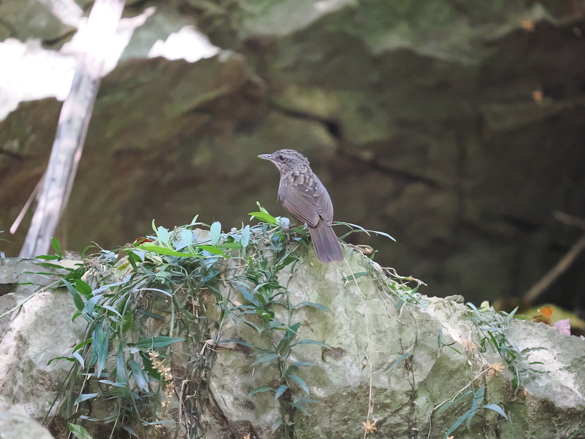 Variable Limestone Babbler - ML635071773