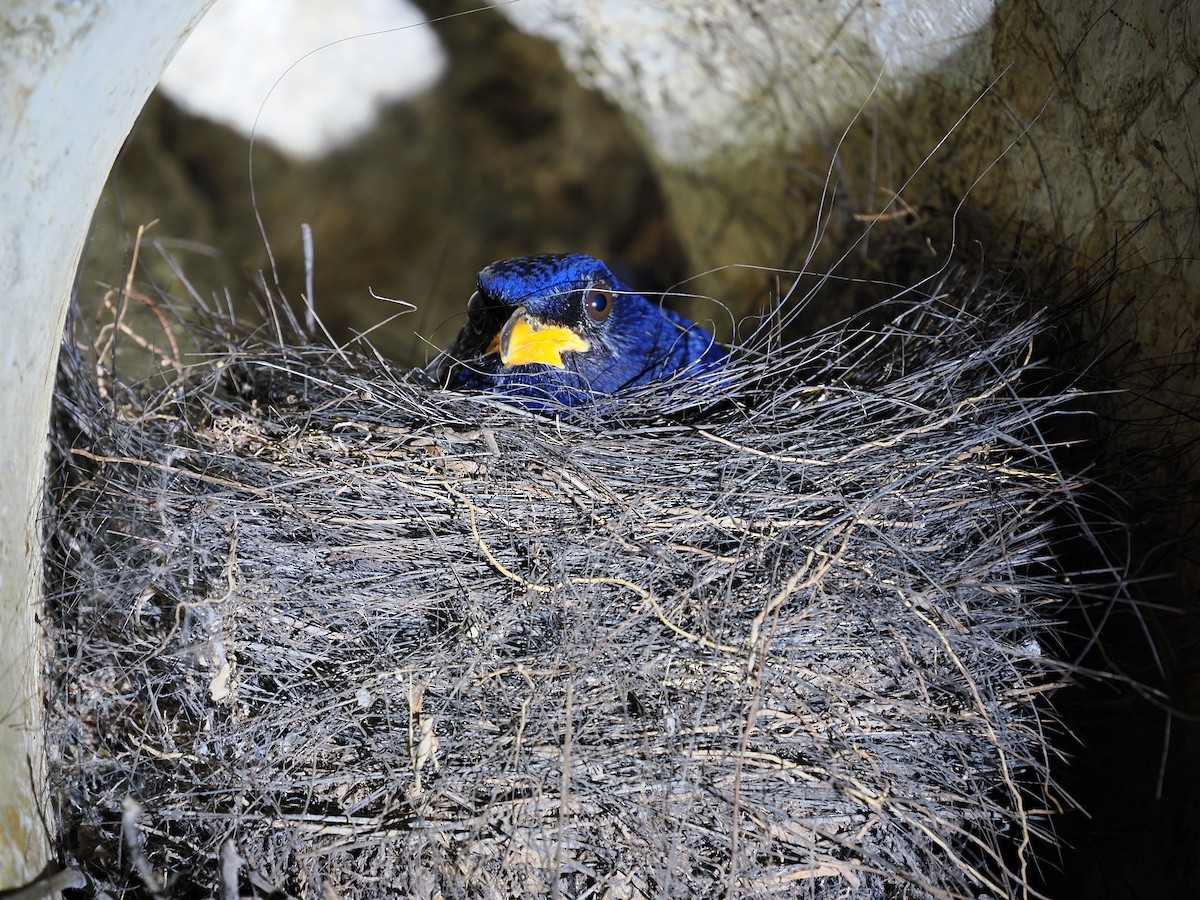 Blue Whistling-Thrush - ML635071791