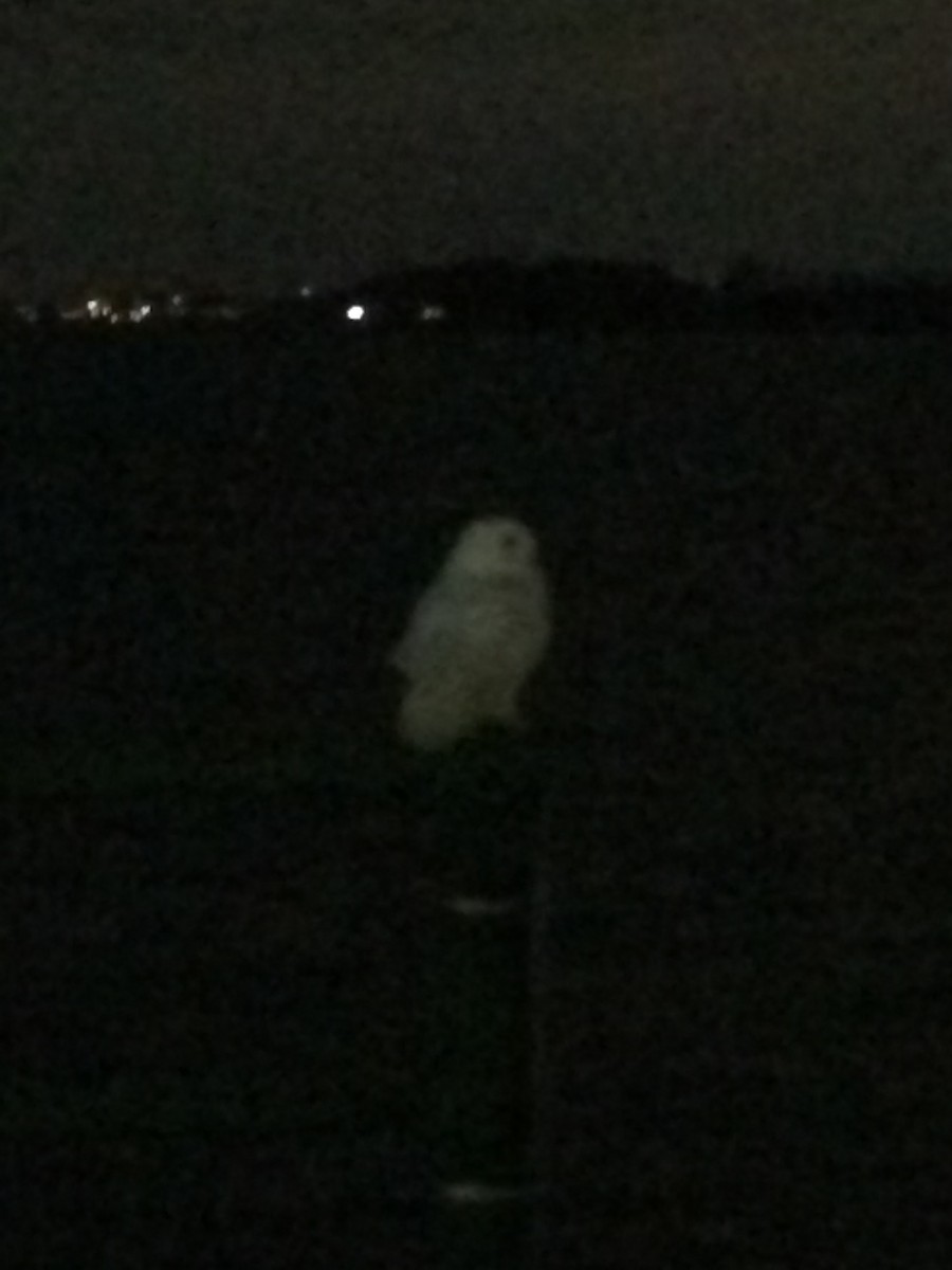 Snowy Owl - ML635071801