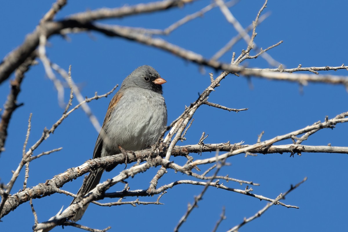 Black-chinned Sparrow - Kalpesh Krishna