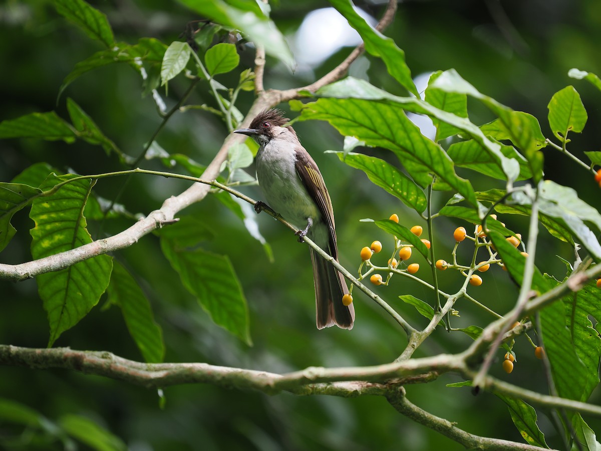 Ashy Bulbul - ML635071880