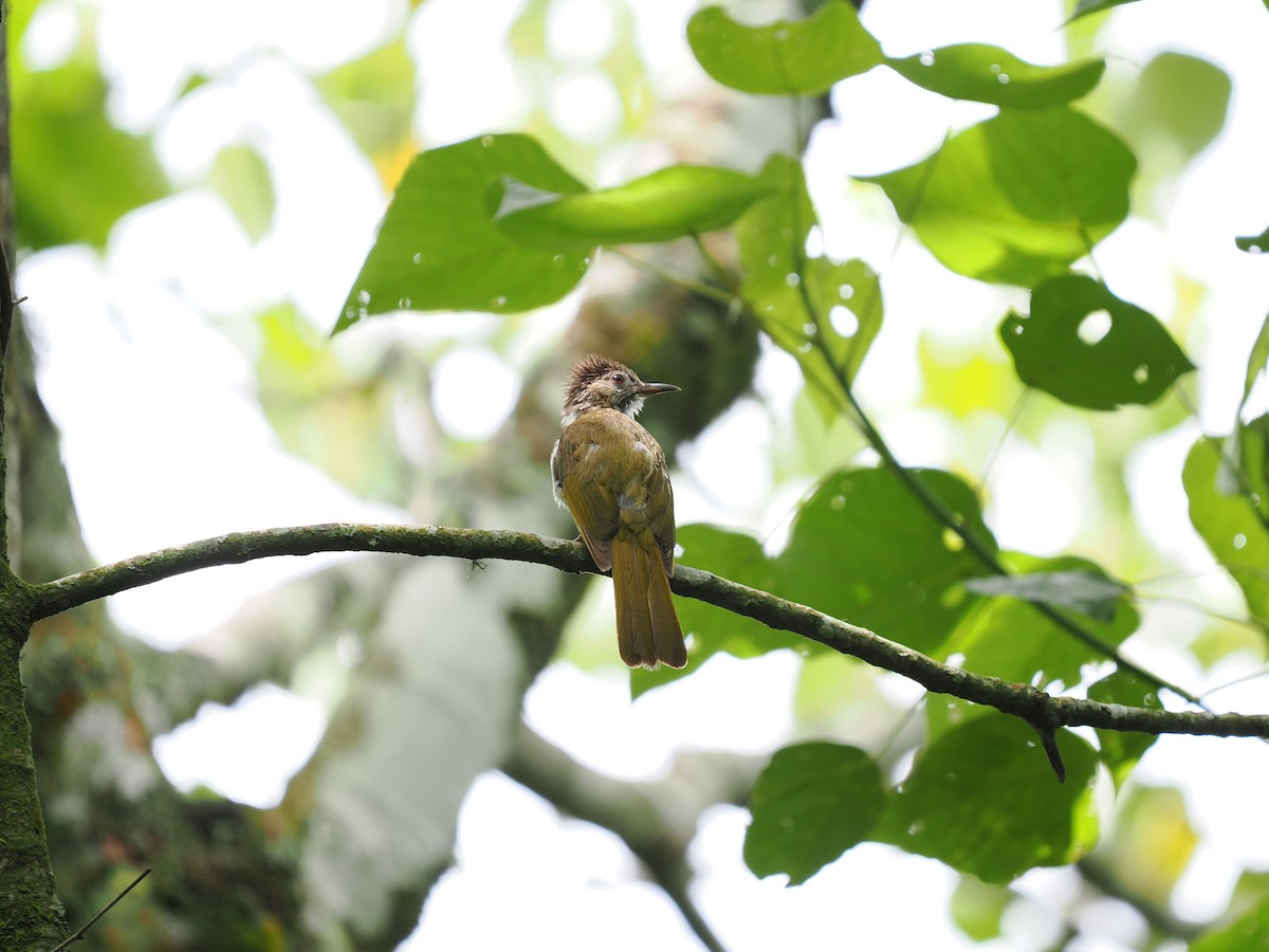 Mountain Bulbul - ML635071901
