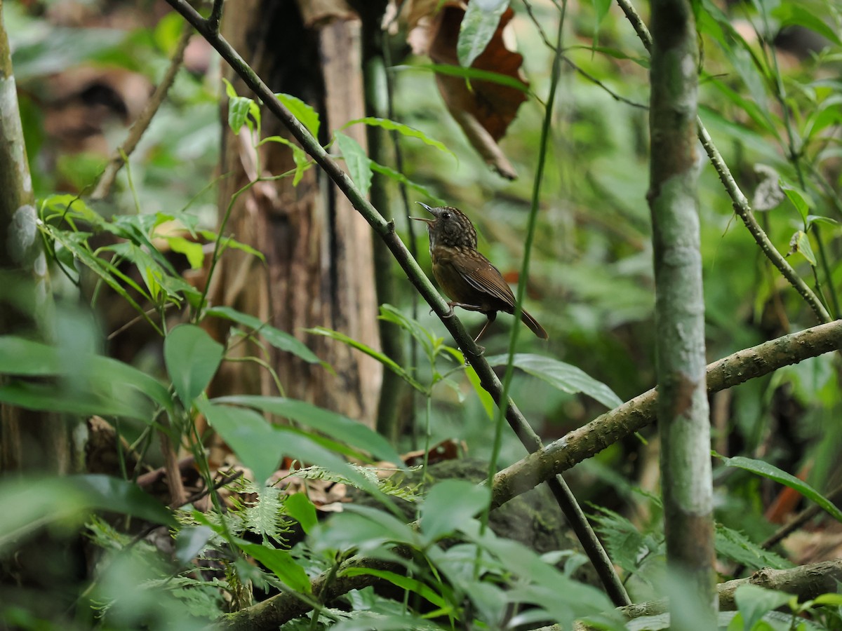 Streaked Wren-Babbler - ML635071939