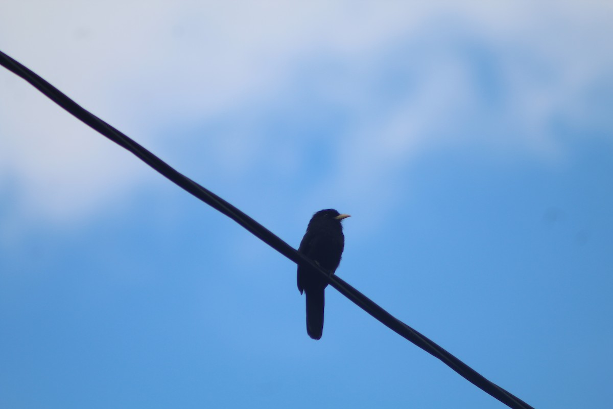 Yellow-billed Nunbird - ML635071963