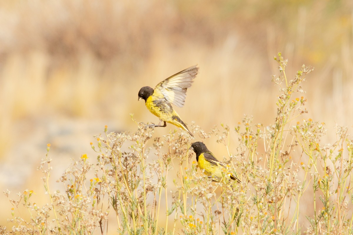 Yellow-rumped Siskin - ML635072043