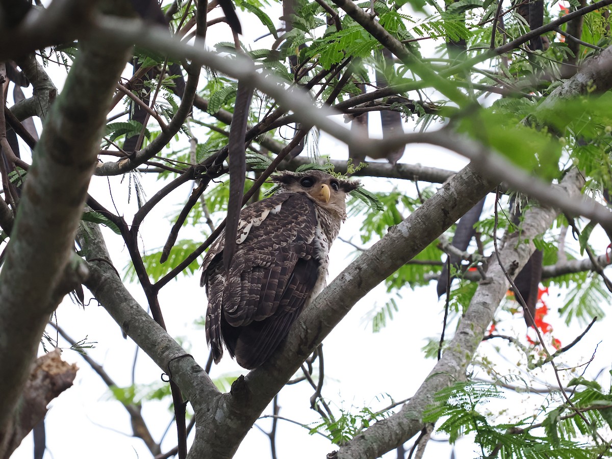 Spot-bellied Eagle-Owl - ML635072061