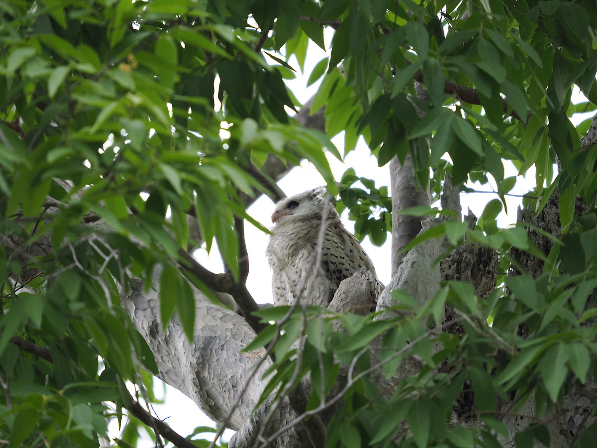 Spot-bellied Eagle-Owl - ML635072066