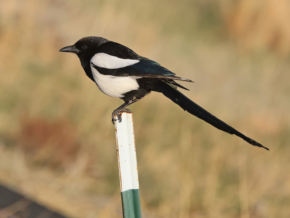 Black-billed Magpie - ML635072084
