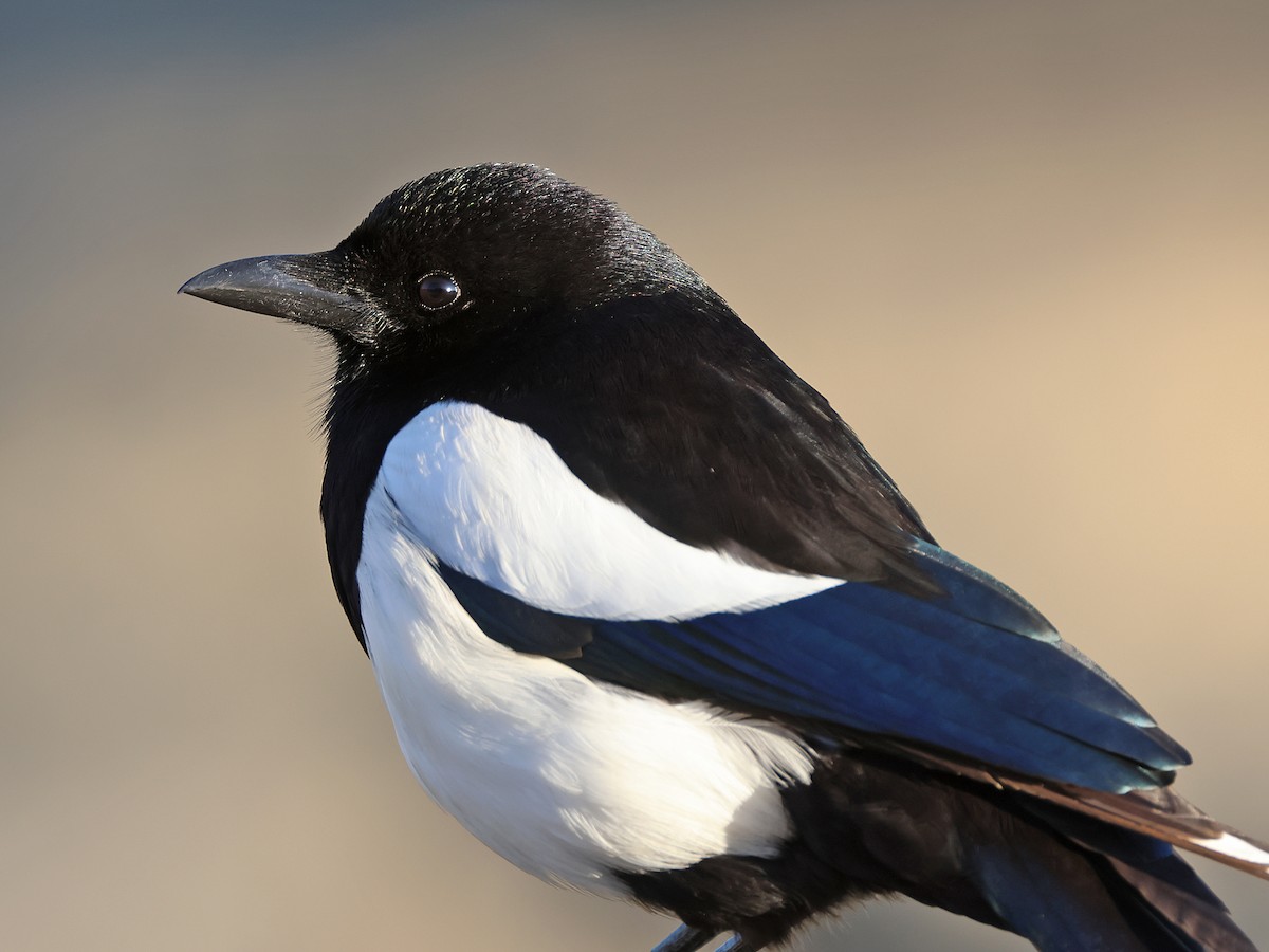 Black-billed Magpie - ML635072085