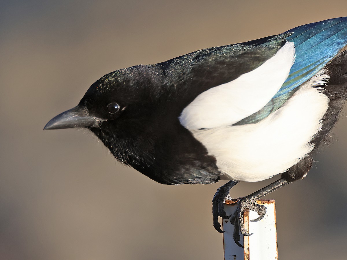 Black-billed Magpie - ML635072088