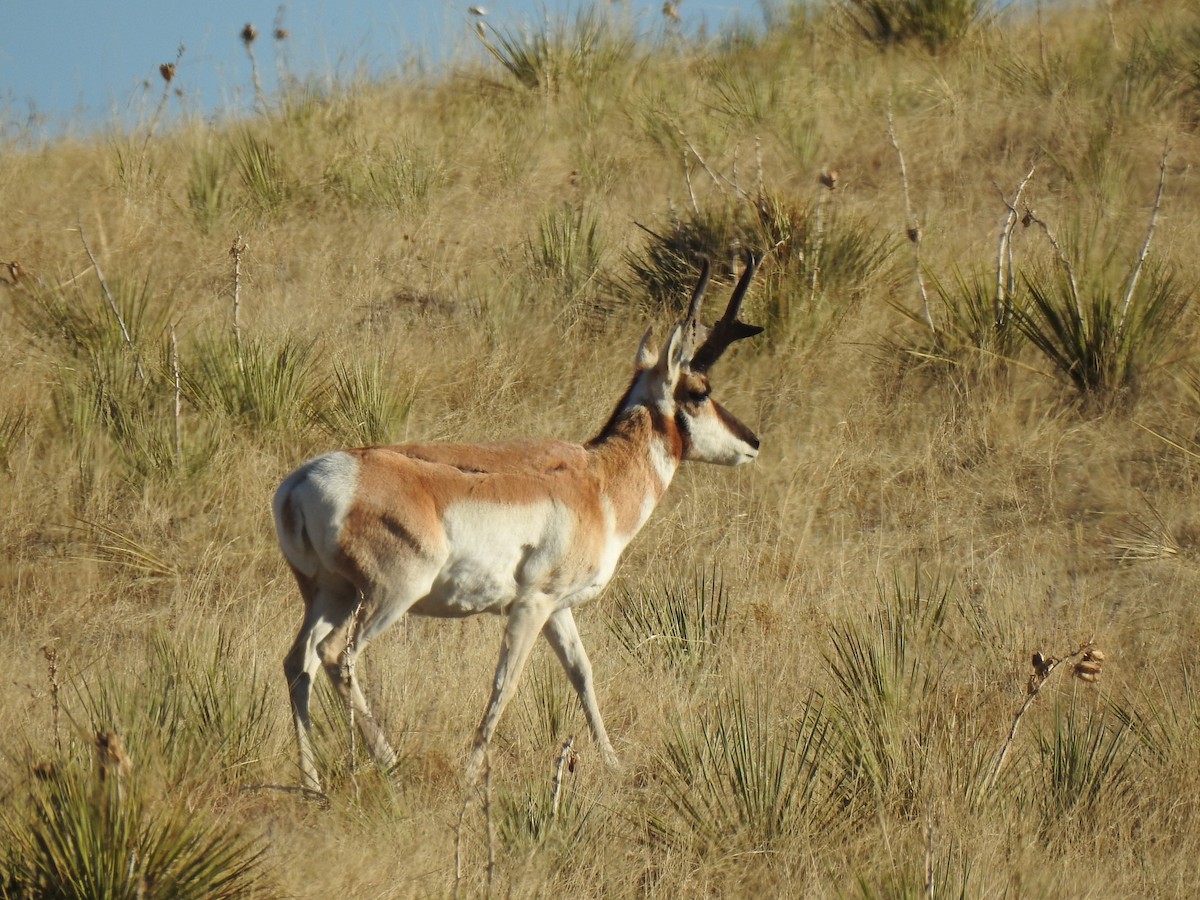American Pronghorn - ML635072096