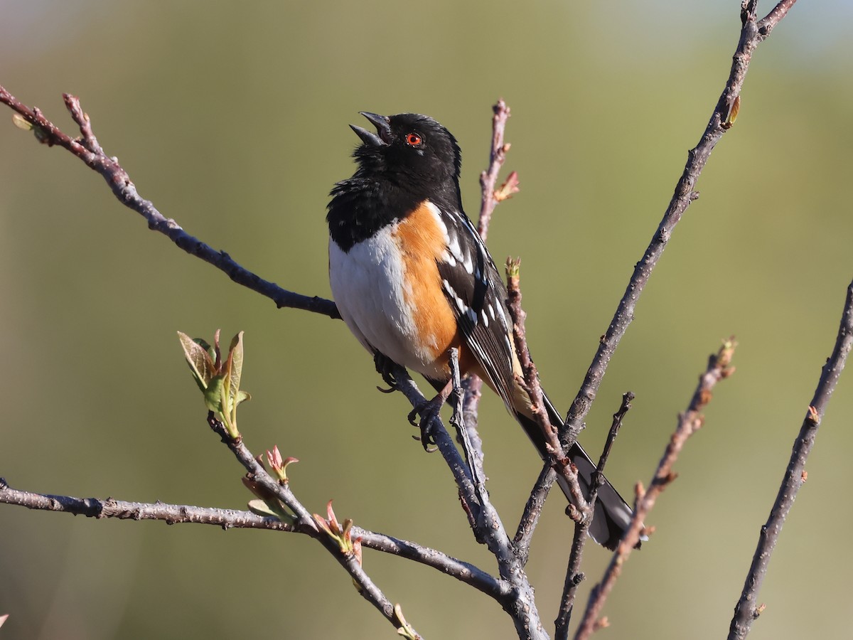 Spotted Towhee (maculatus Group) - ML635072107