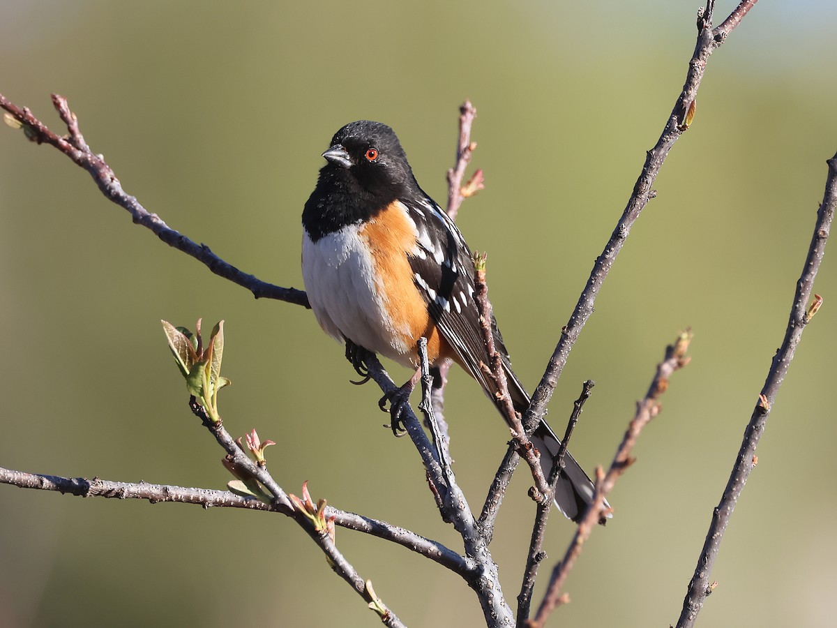 Spotted Towhee (maculatus Group) - ML635072108