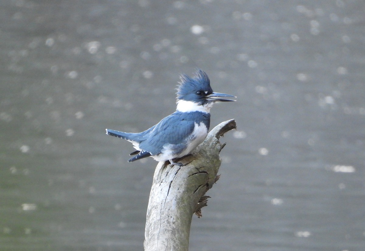 Belted Kingfisher - ML635072139