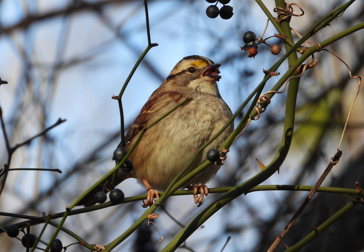 White-throated Sparrow - ML635072228