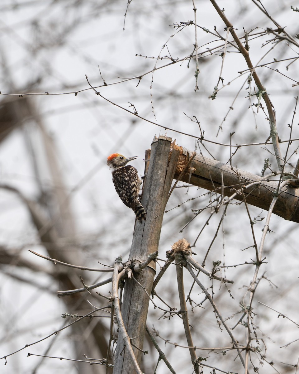 Yellow-crowned Woodpecker - ML635072233