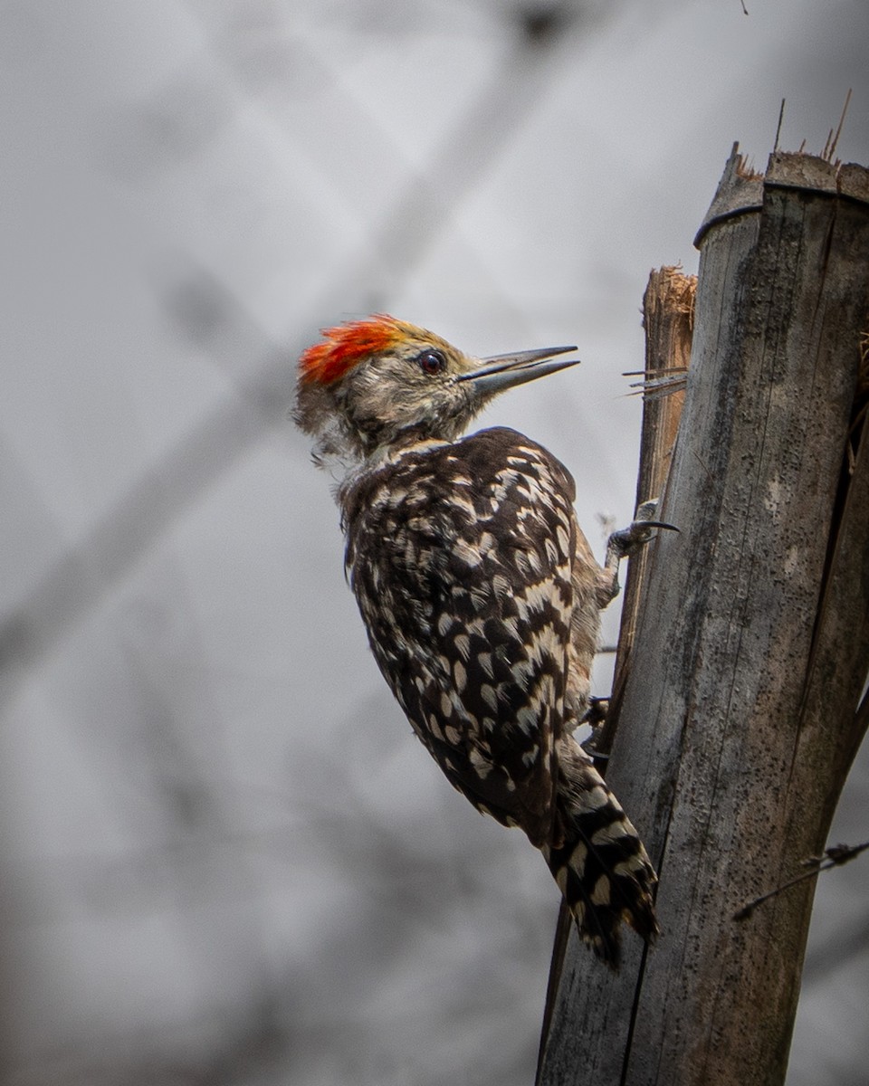Yellow-crowned Woodpecker - ML635072234