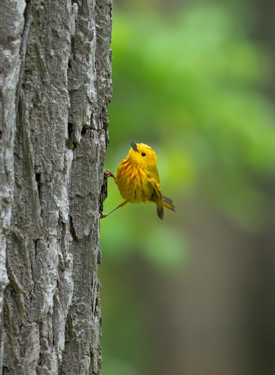 Northern Yellow Warbler - ML635072280