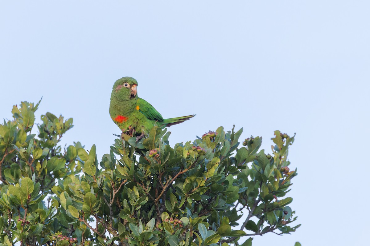 Santa Marta Parakeet - ML635072315