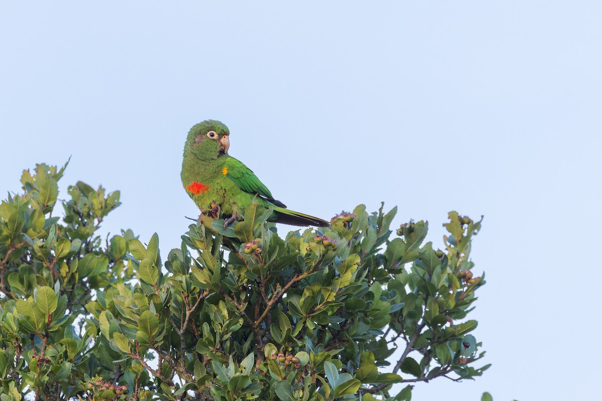 Santa Marta Parakeet - ML635072316