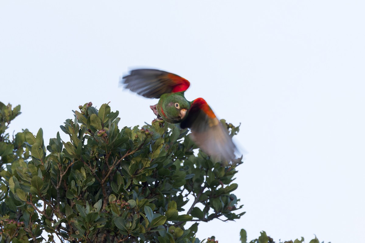 Santa Marta Parakeet - ML635072318