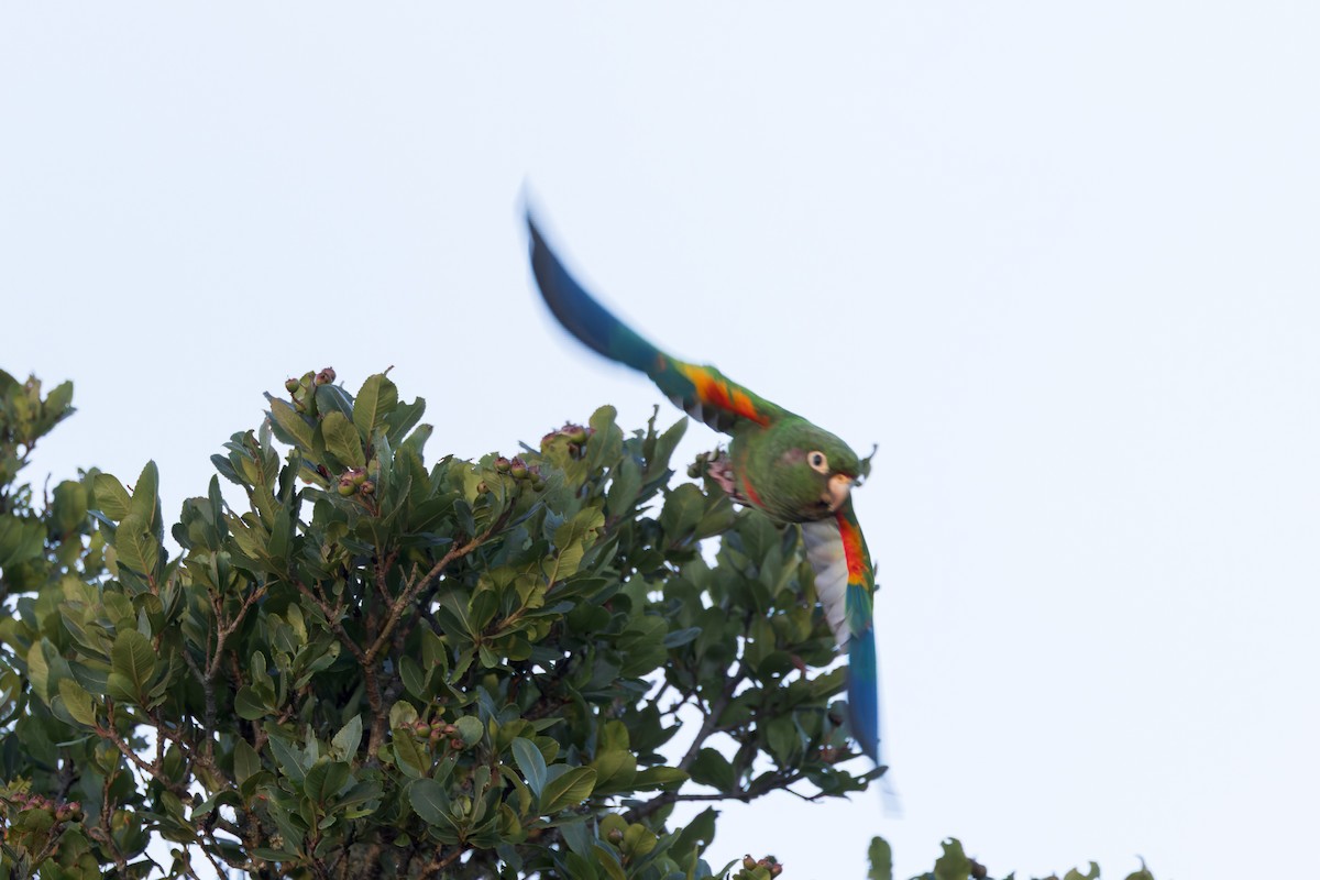 Santa Marta Parakeet - ML635072319