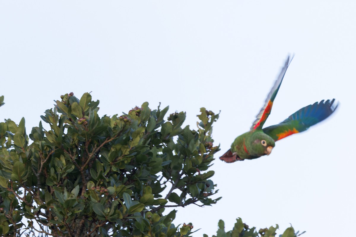 Santa Marta Parakeet - ML635072320
