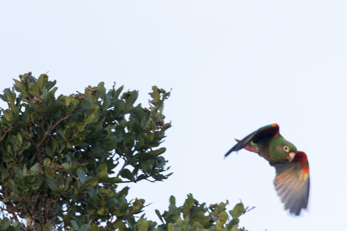 Santa Marta Parakeet - ML635072321