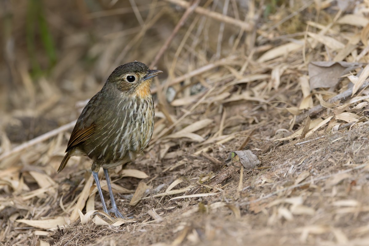 Santa Marta Antpitta - ML635072344