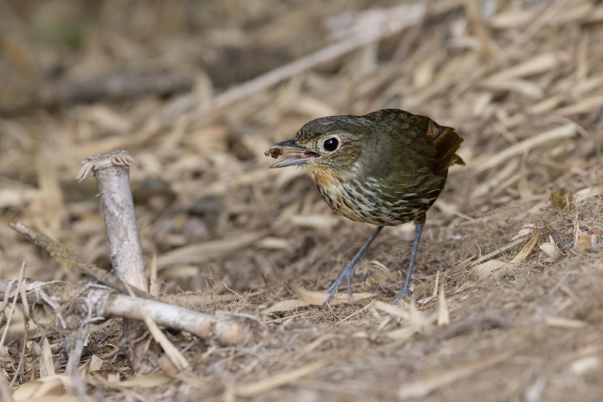 Santa Marta Antpitta - ML635072351