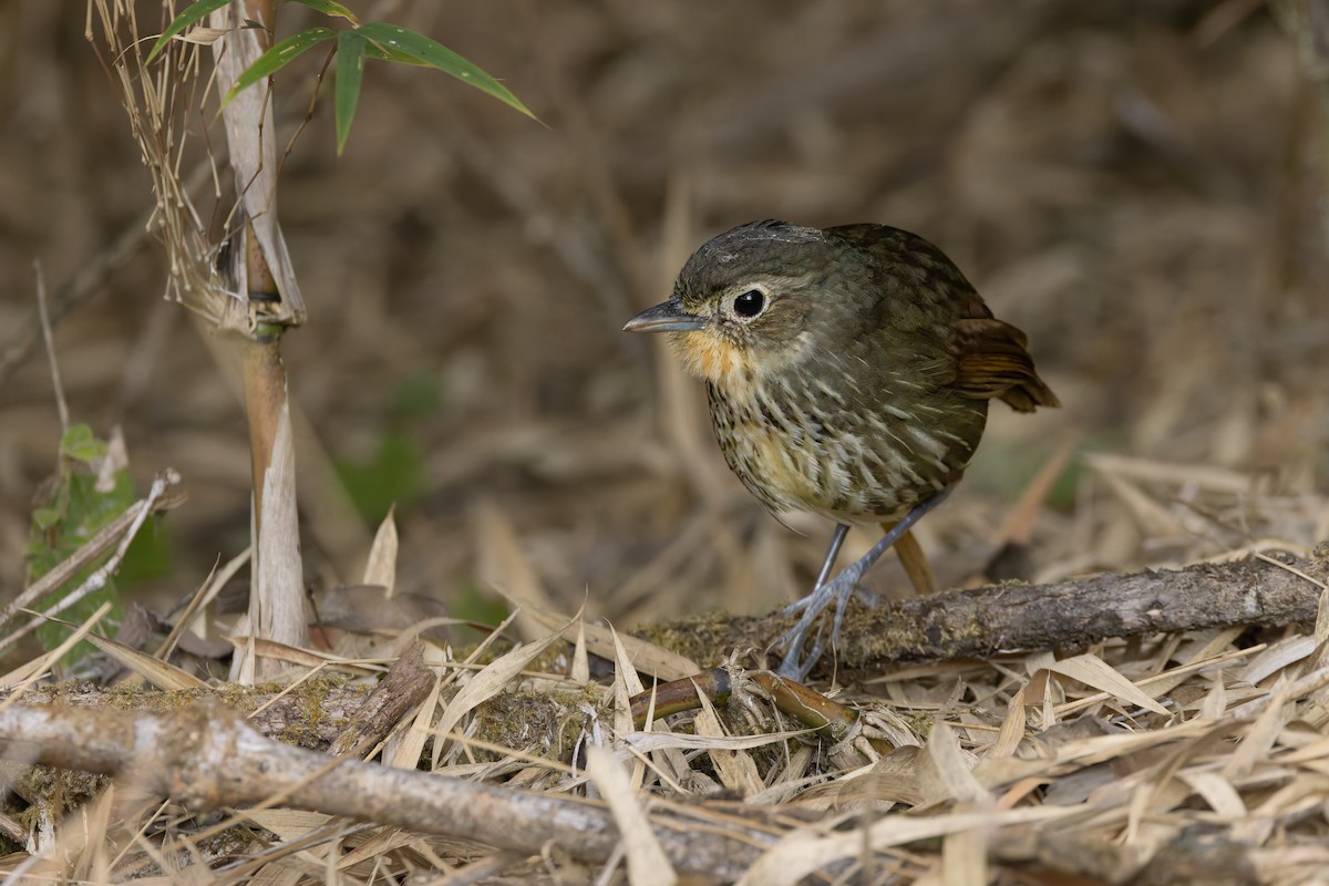 Santa Marta Antpitta - ML635072353