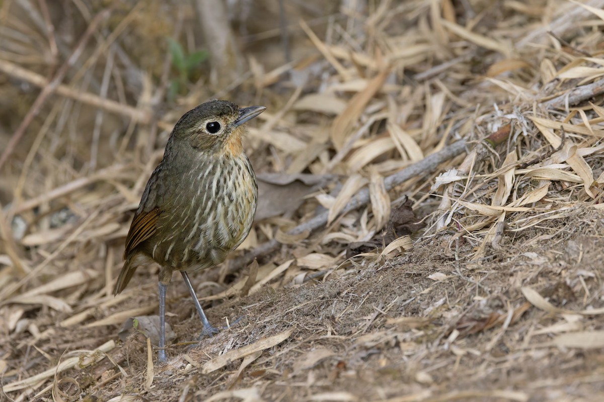 Santa Marta Antpitta - ML635072354