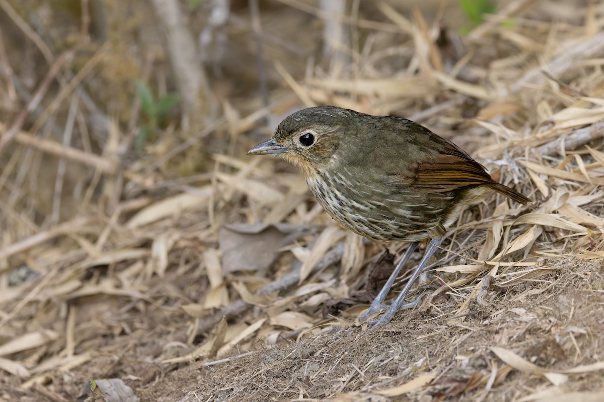 Santa Marta Antpitta - ML635072355