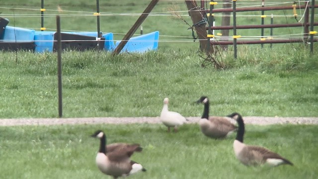 Ross's Goose - ML635072366