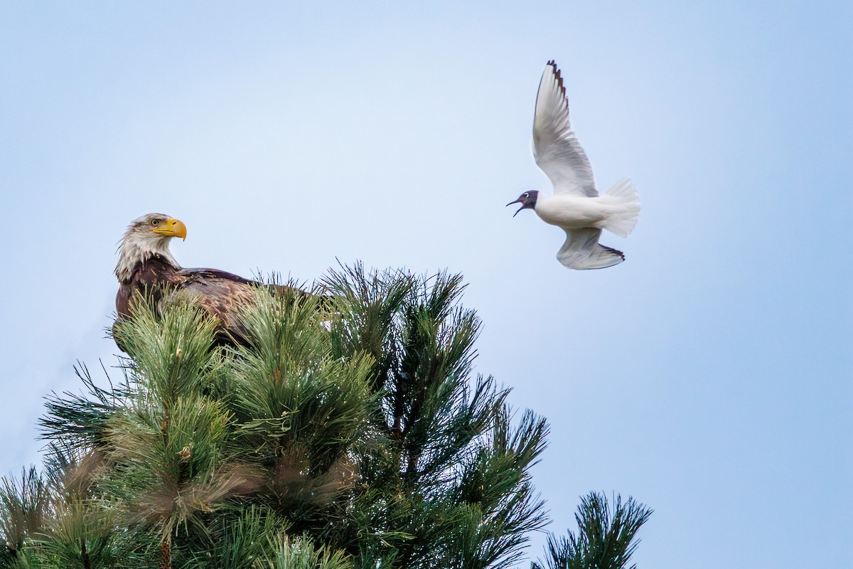 Bald Eagle - Brad Reinhardt