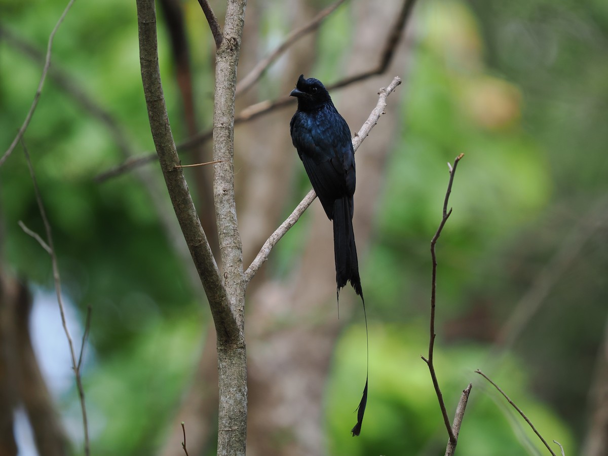 Greater Racket-tailed Drongo - ML635072528