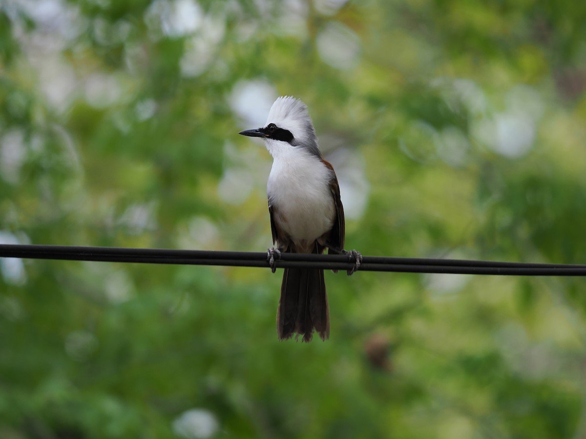 White-crested Laughingthrush - ML635072565