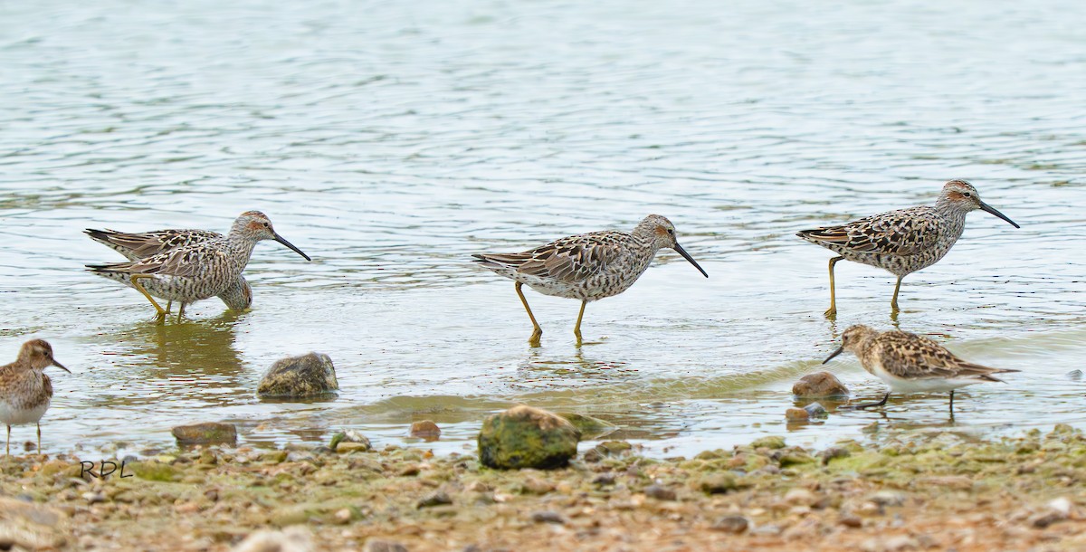 Stilt Sandpiper - ML635072619