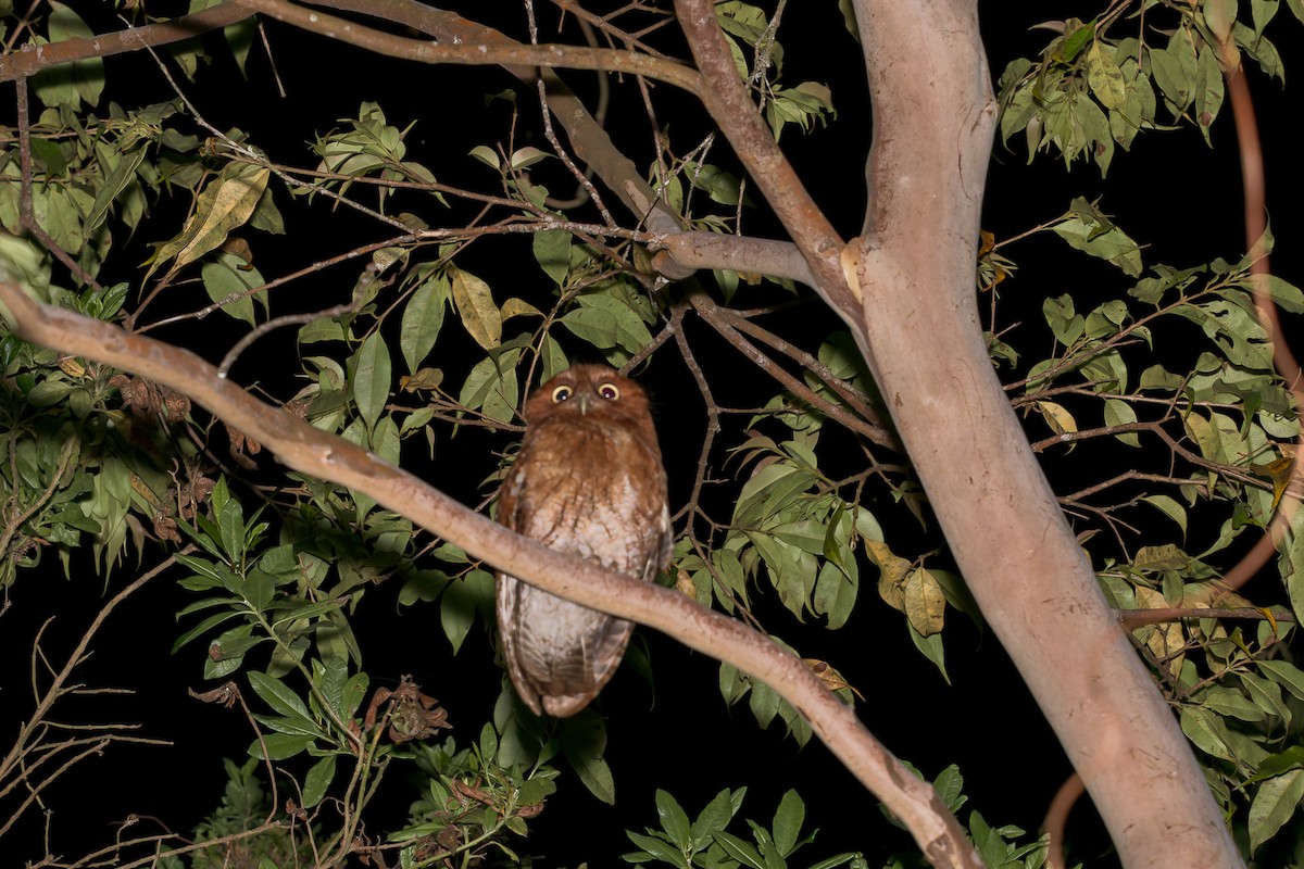 Santa Marta Screech-Owl - ML635072733