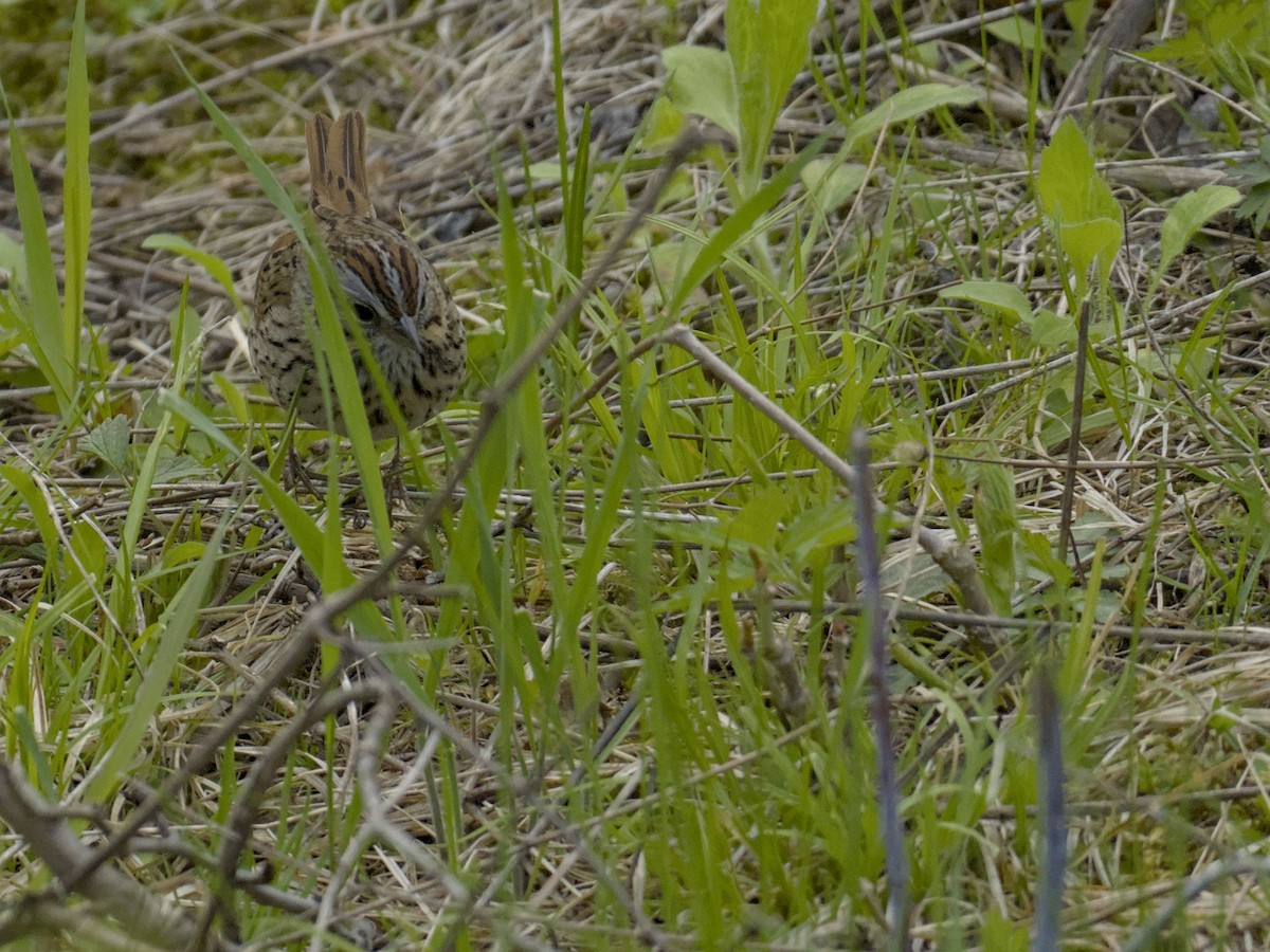 Lincoln's Sparrow - ML635072807