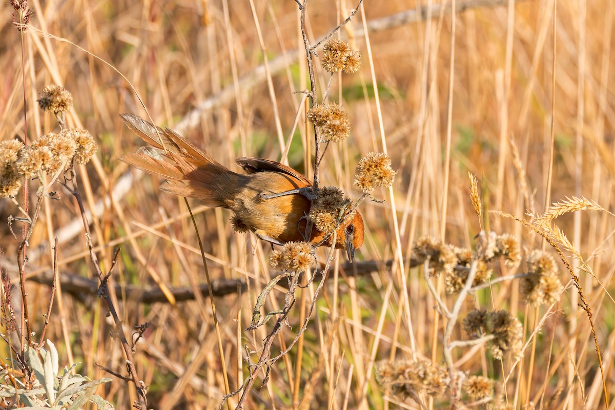 Rusty-headed Spinetail - ML635072811