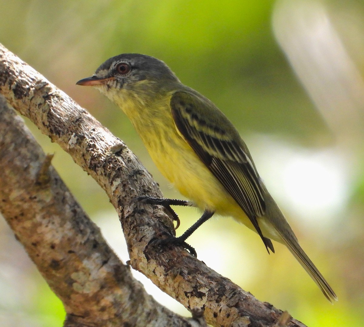 White-fronted Tyrannulet - ML635072897