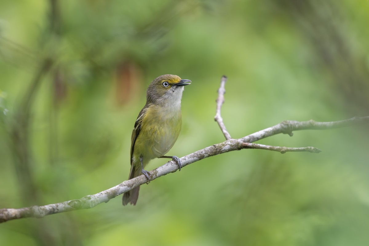 White-eyed Vireo - ML635072937