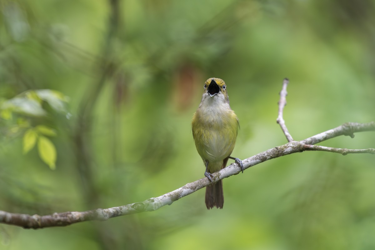 White-eyed Vireo - ML635072938