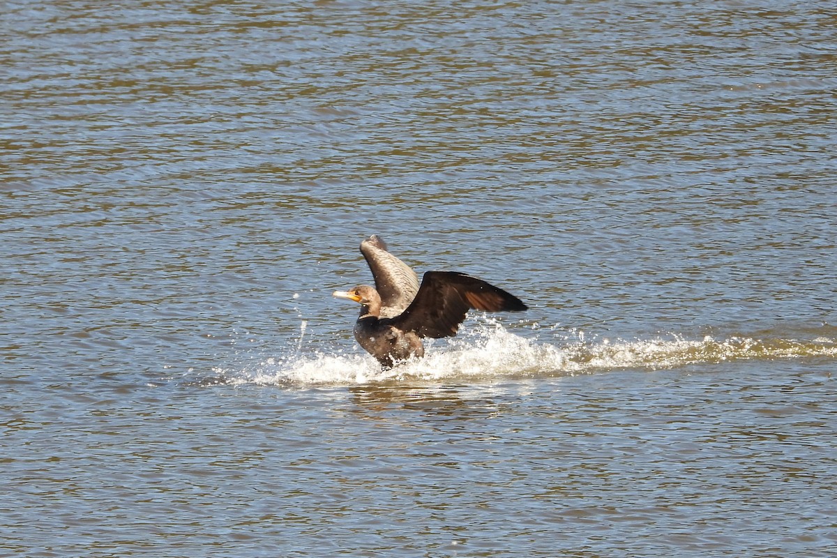 Double-crested Cormorant - ML635072940